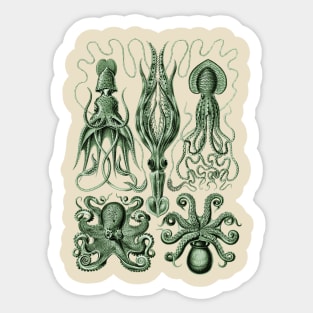 Ernst Haeckel Gamochonia Octopus Green Sticker